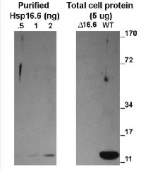 HSP16,6 | Class I heat shock protein 16,6 (cytosolic) in the group Antibodies Plant/Algal / Environmental Stress / Heat shock at Agrisera AB (Antibodies for research) (AS08 286)